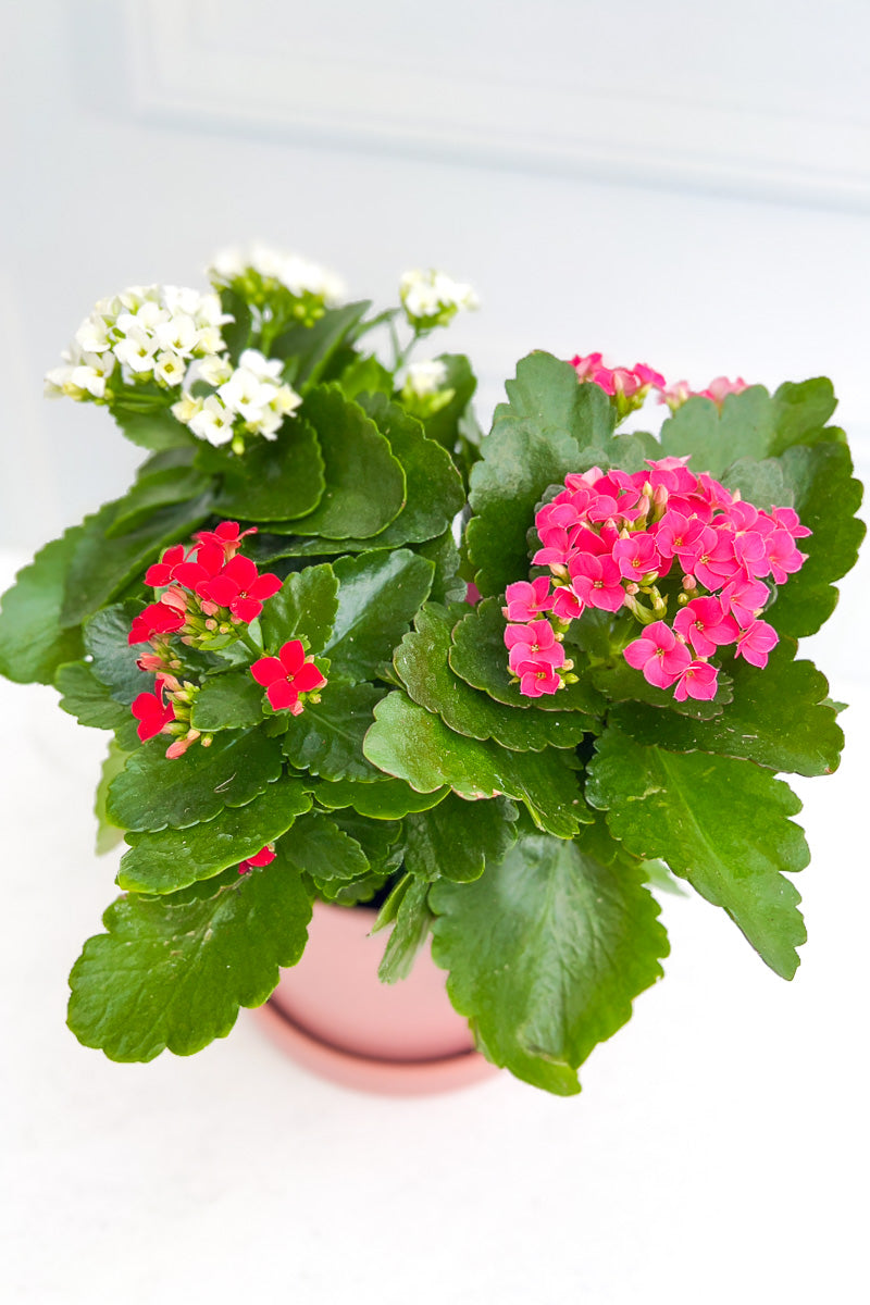 Kalanchoe, Tricolor 6"