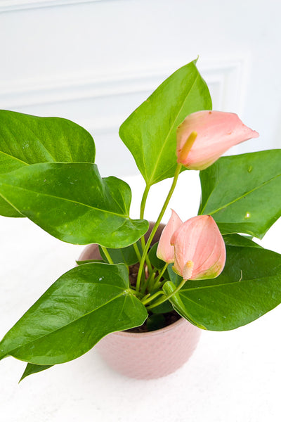 pink and green anthurium Anthurium, Species Pink 4" – Chalet