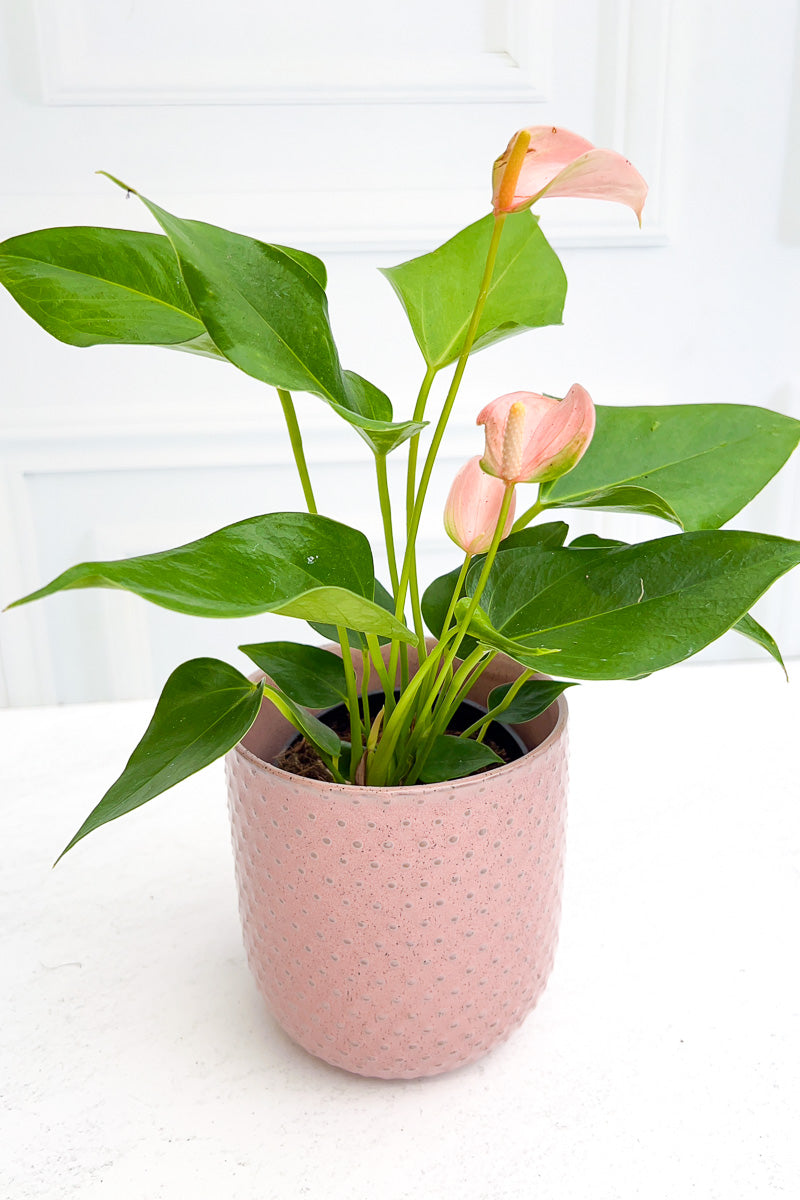 Anthurium, Species Pink 4