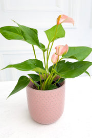 Anthurium, Species Pink 4"