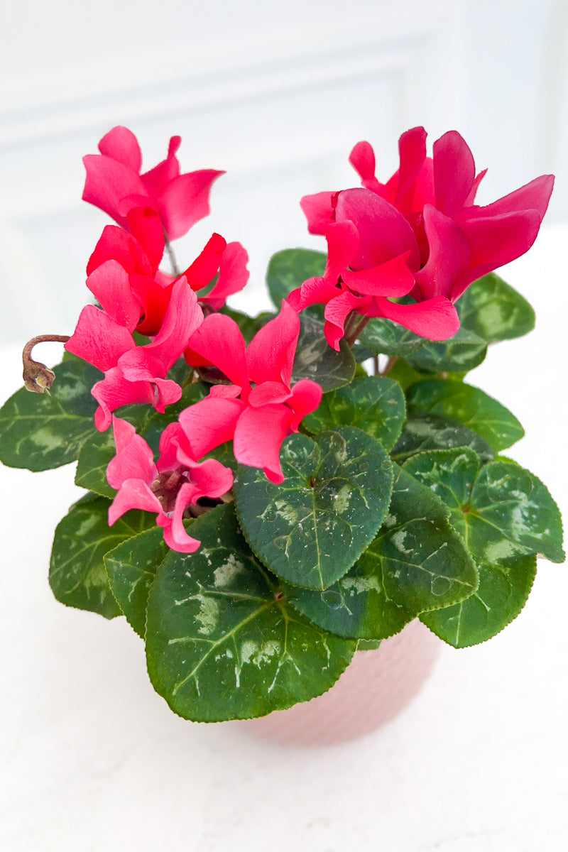 Cyclamen, Red 4"