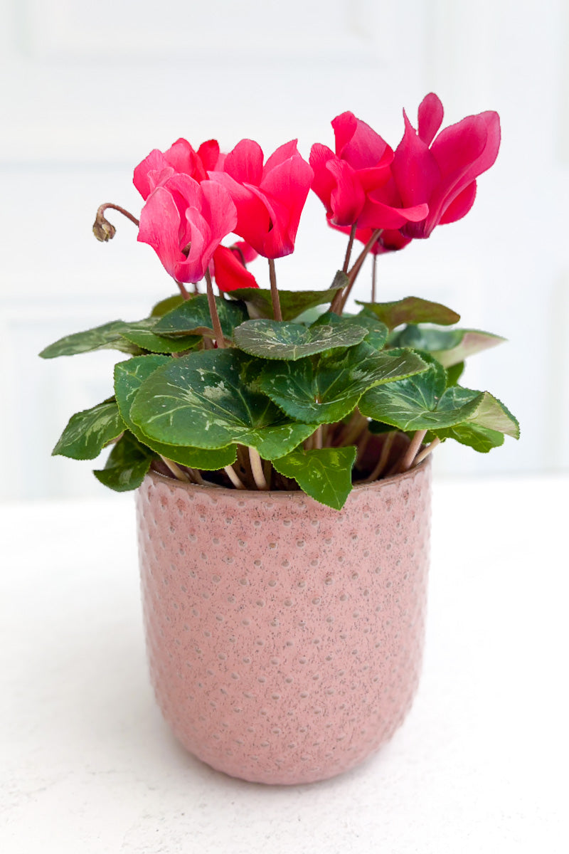 Cyclamen, Red 4"