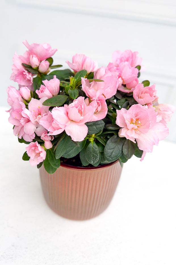 Azalea, Florist Pink 4"