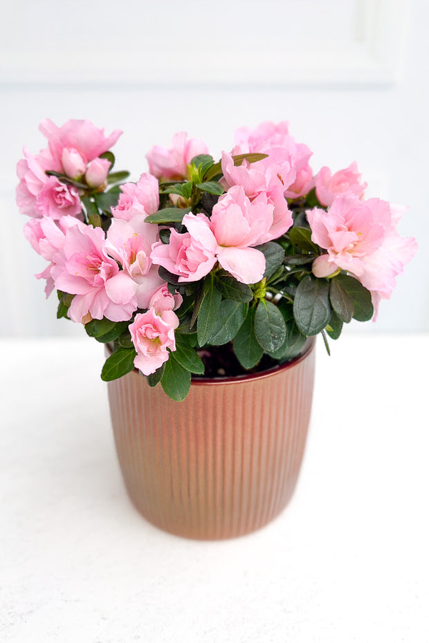 Azalea, Florist Pink 4"