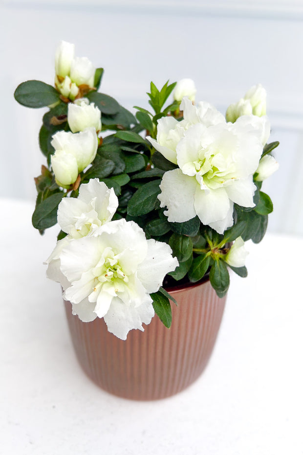 Azalea, Florist White 4"