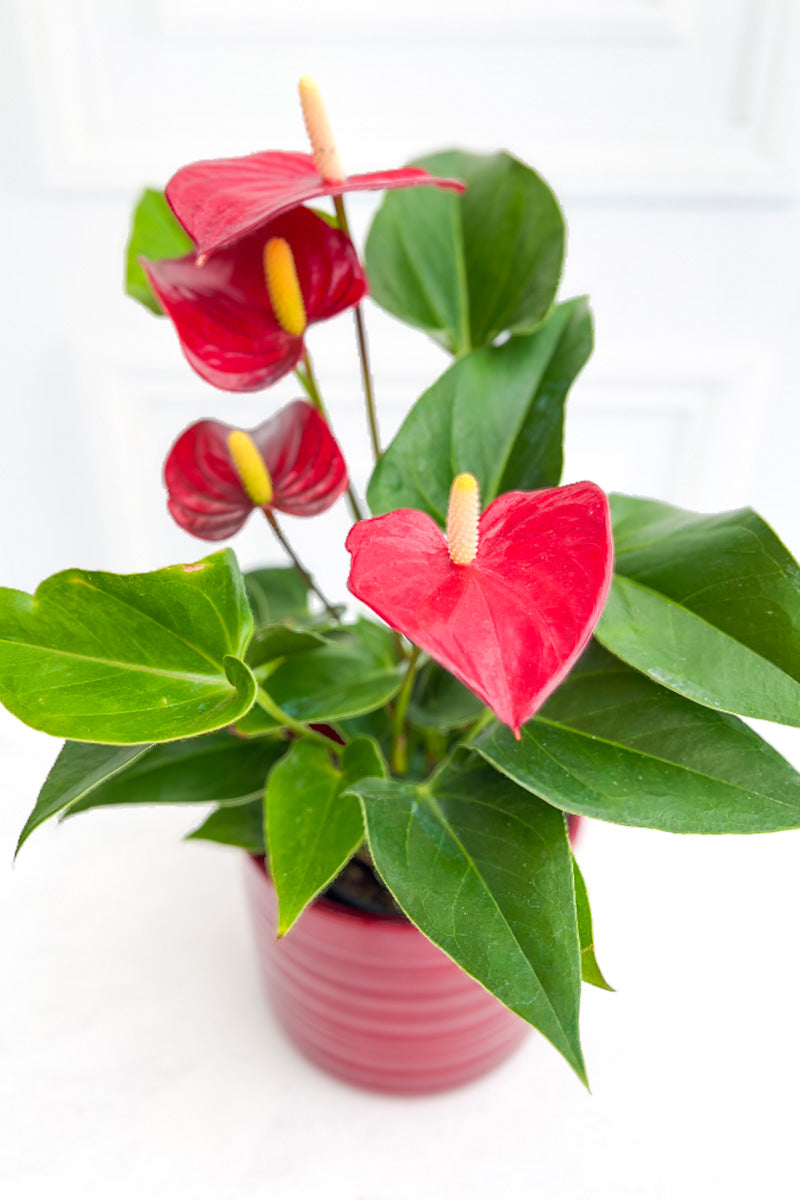dark red anthurium Anthurium, Species Red 4"