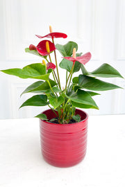 Anthurium, Species Red 4"