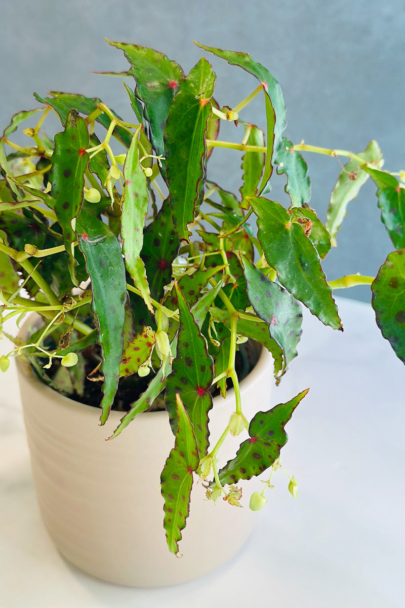 Begonia Amphioxus 4"