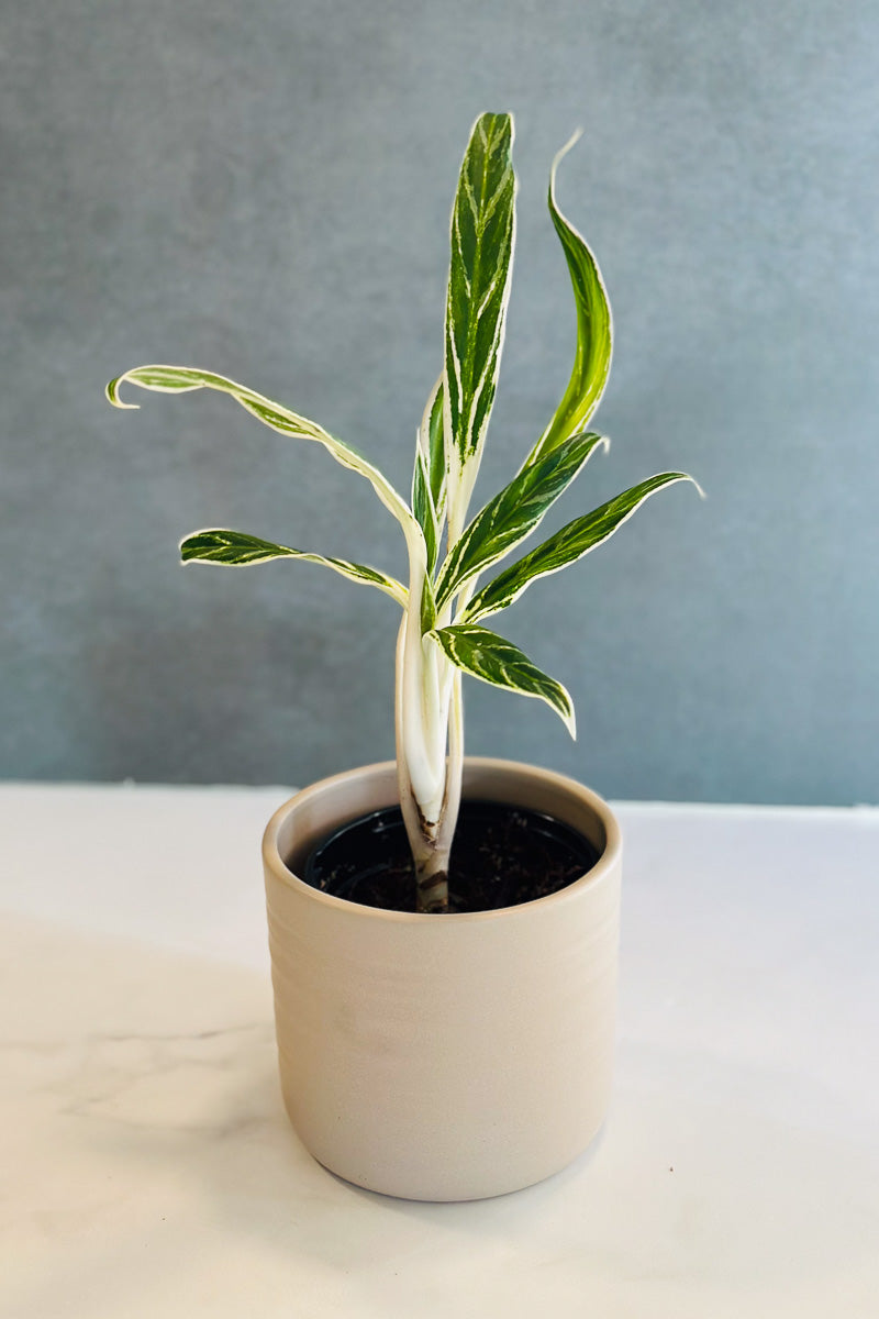 Chinese Evergreen, Rice 4"