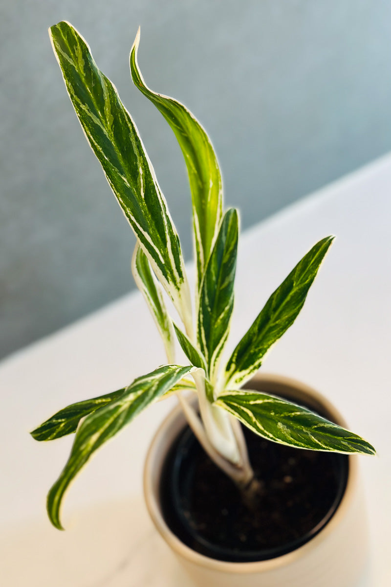 Chinese Evergreen, Rice 4"