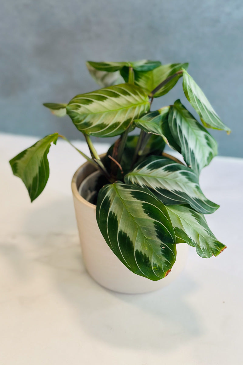 Maranta, Silver Band 4"