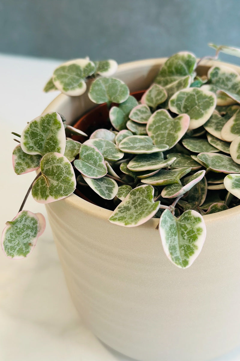 String of Hearts Variegated 4"