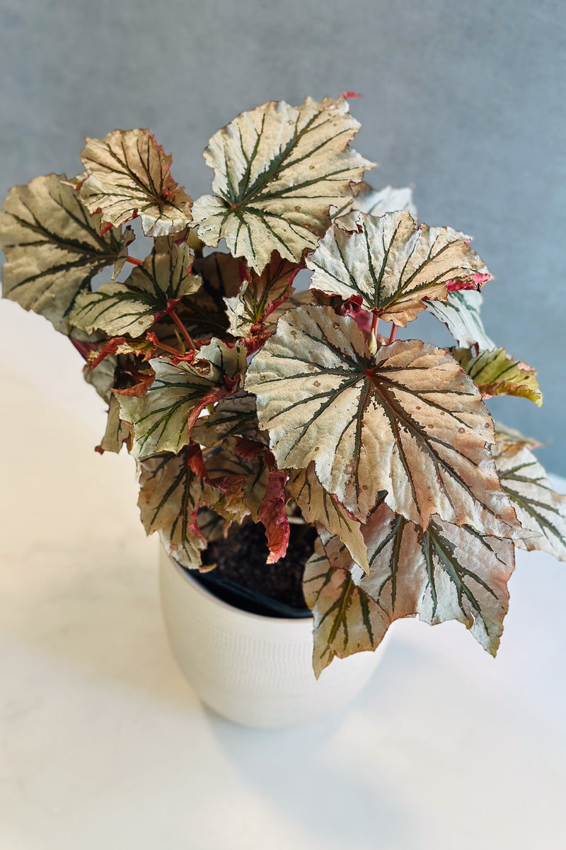 Begonia Looking Glass 6"