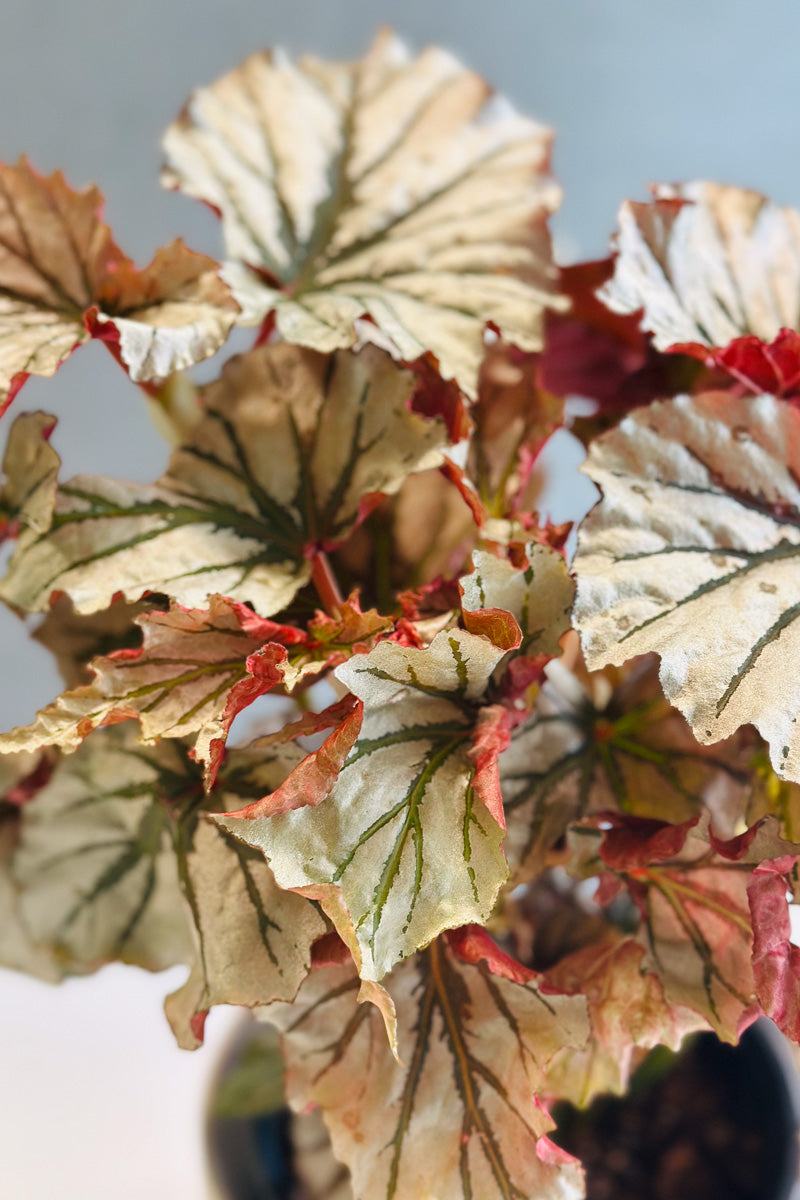 Begonia Looking Glass 6"