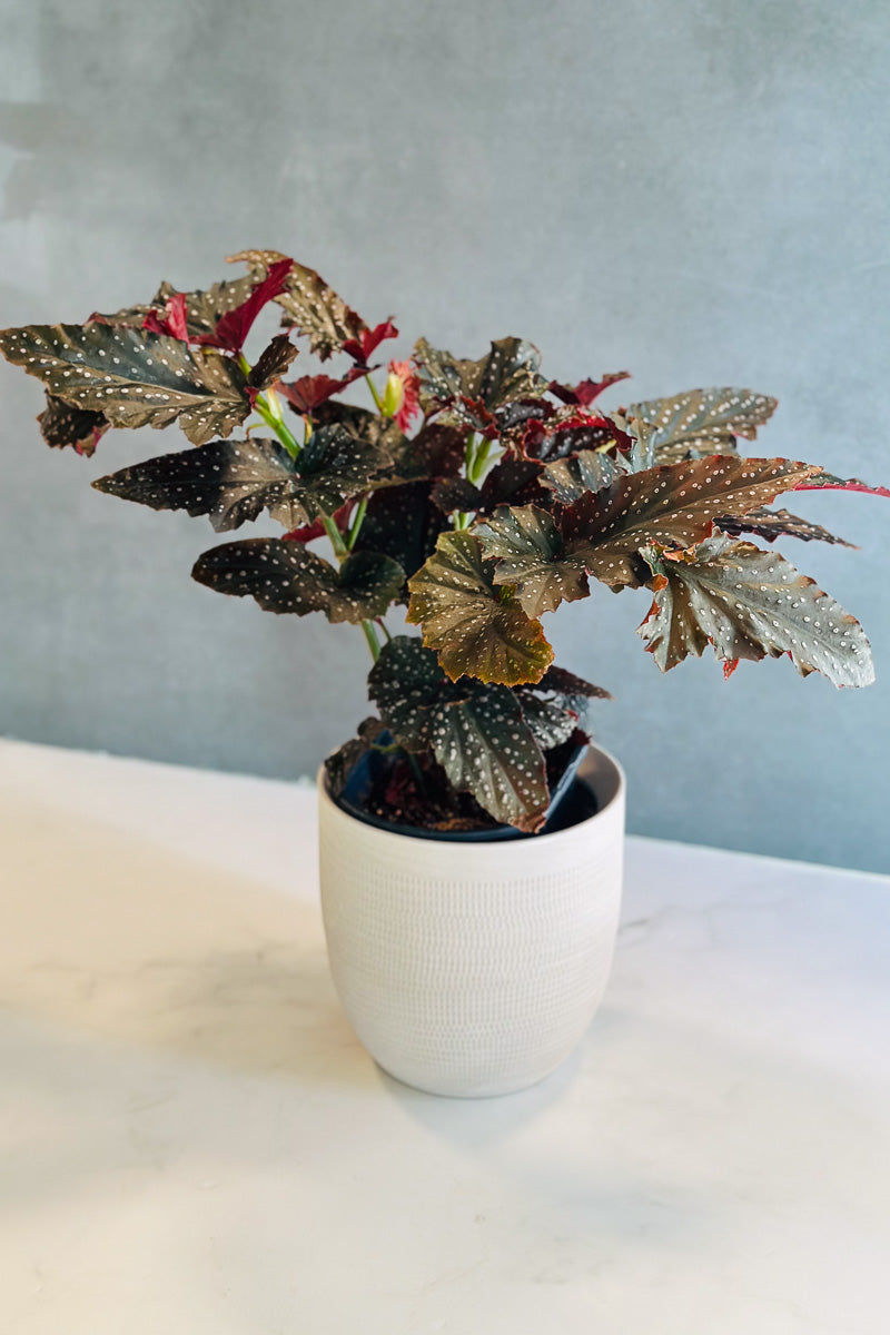 Begonia Fannie Moser 6"