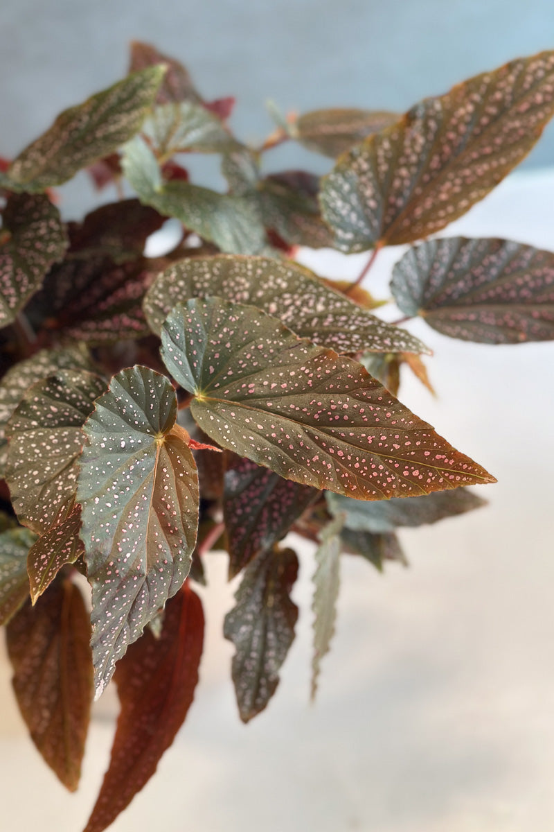 Begonia Maculata Pink Spot 6"