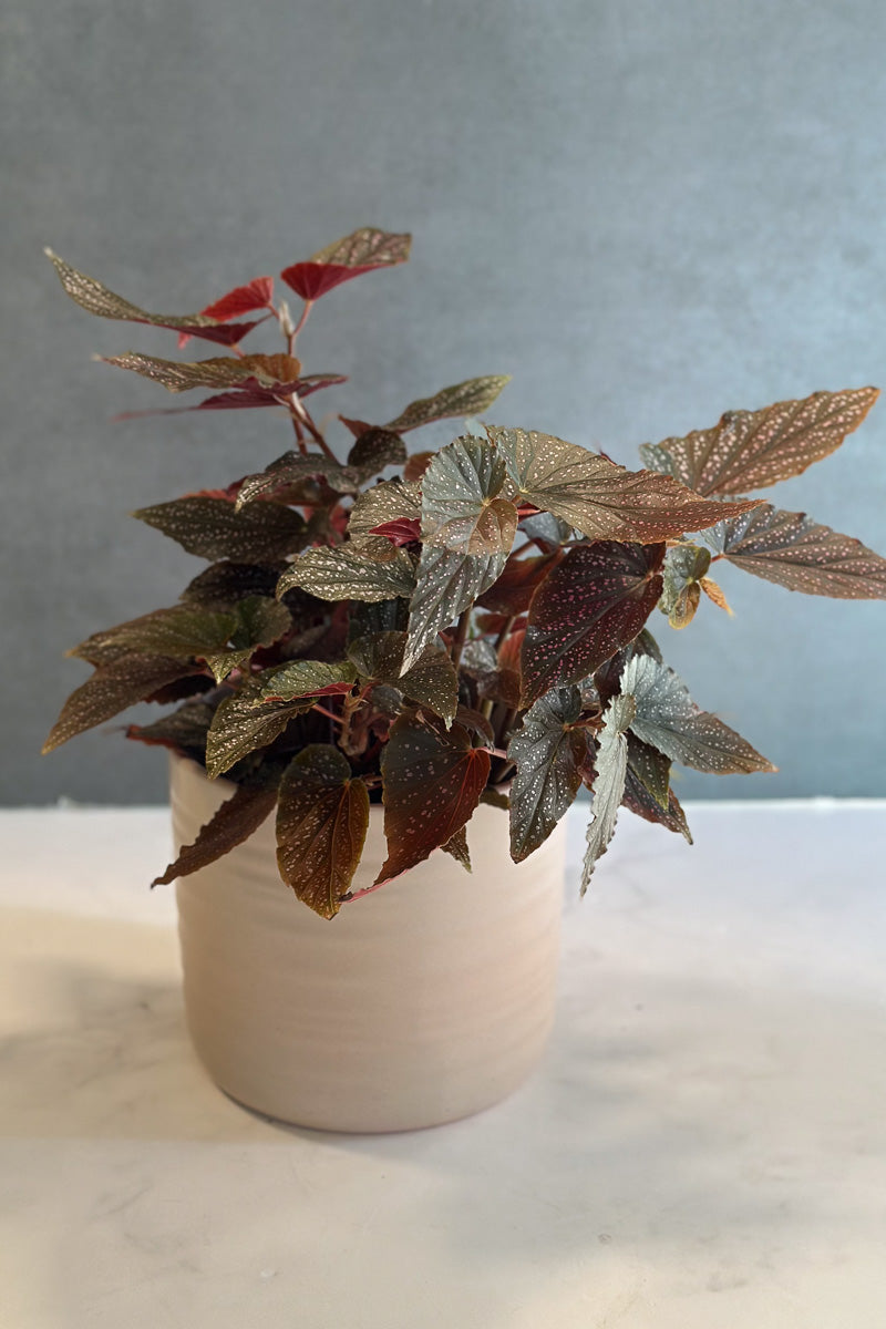 Begonia Maculata Pink Spot 6"