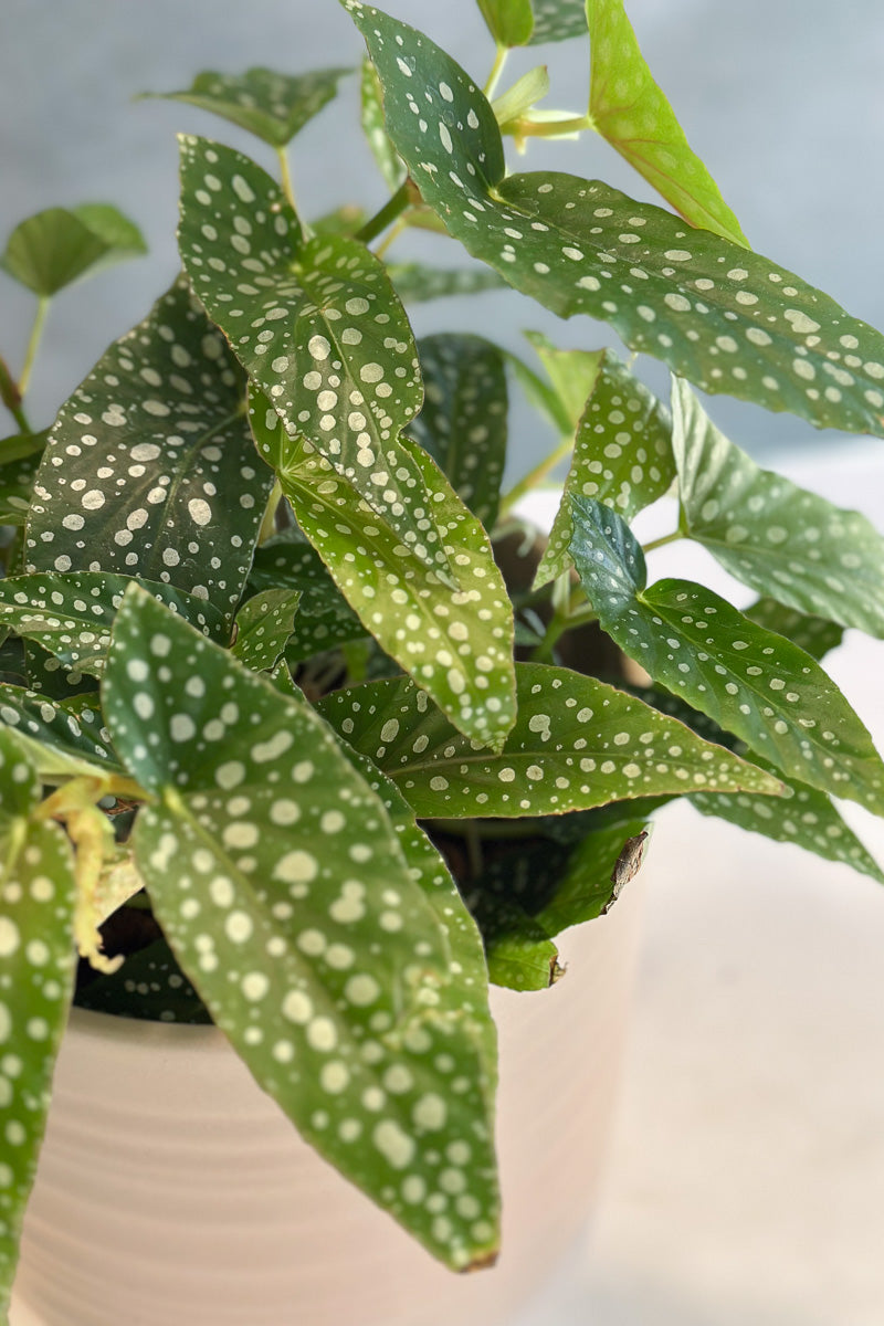 Begonia Maculata Silver Spot 6"