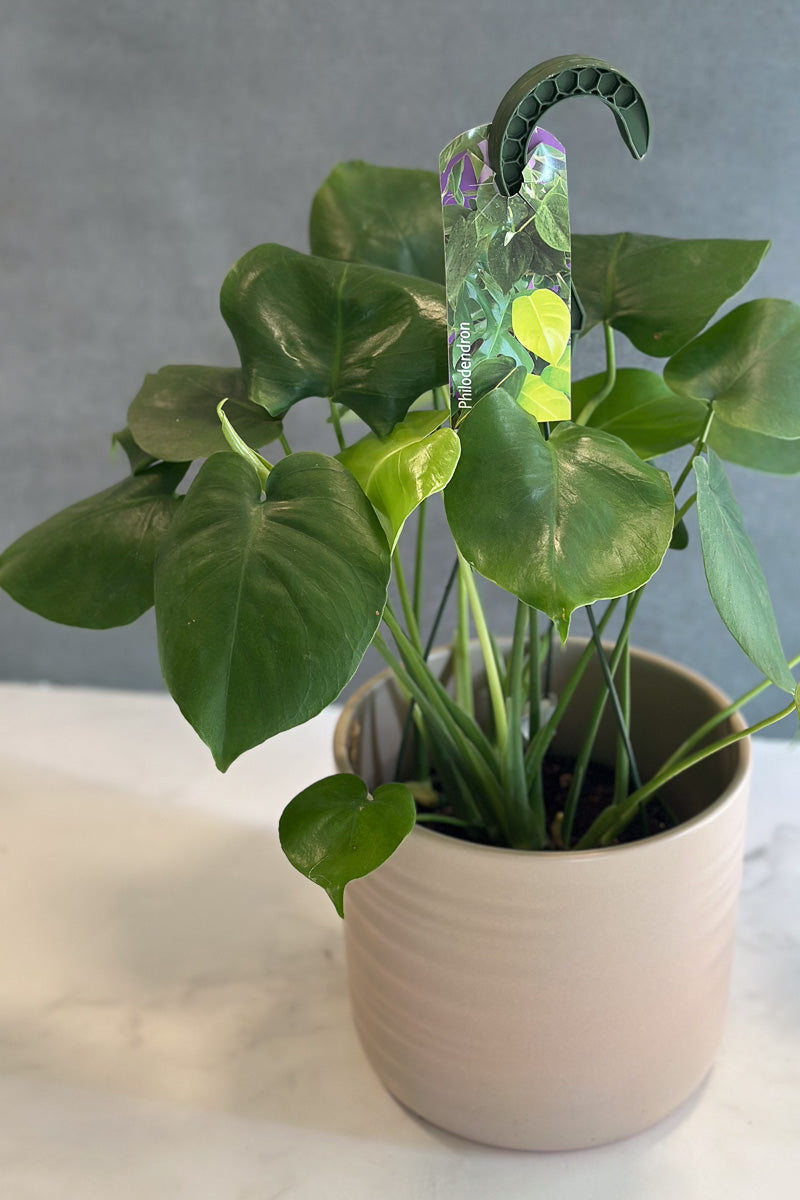 Monstera, Delisiosa 6" Hanging Basket