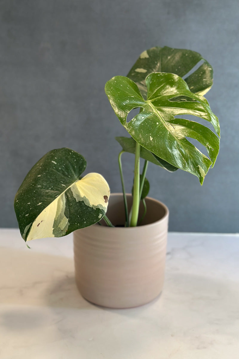monstera plant chicago Monstera, Deliciosa Thai Constellation 6" – Chalet