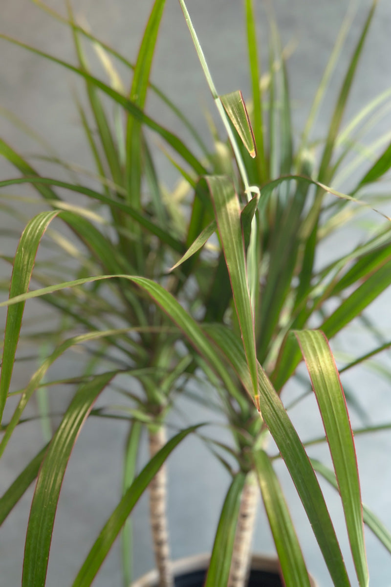 Dracaena Marginata 6"