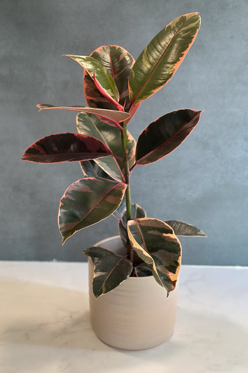 Ficus, Ruby 6"