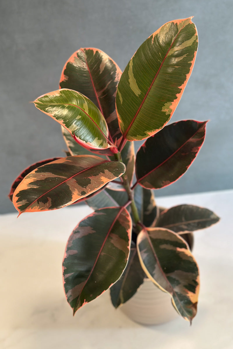 Ficus, Ruby 6"