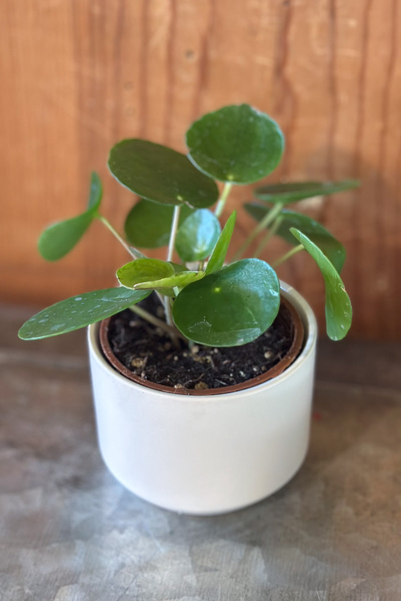 Pilea Peperomiodes 2.5"