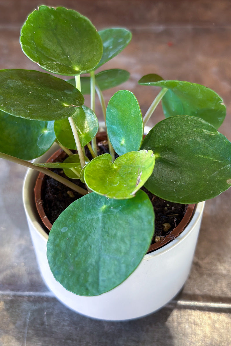Pilea Peperomiodes 2.5"