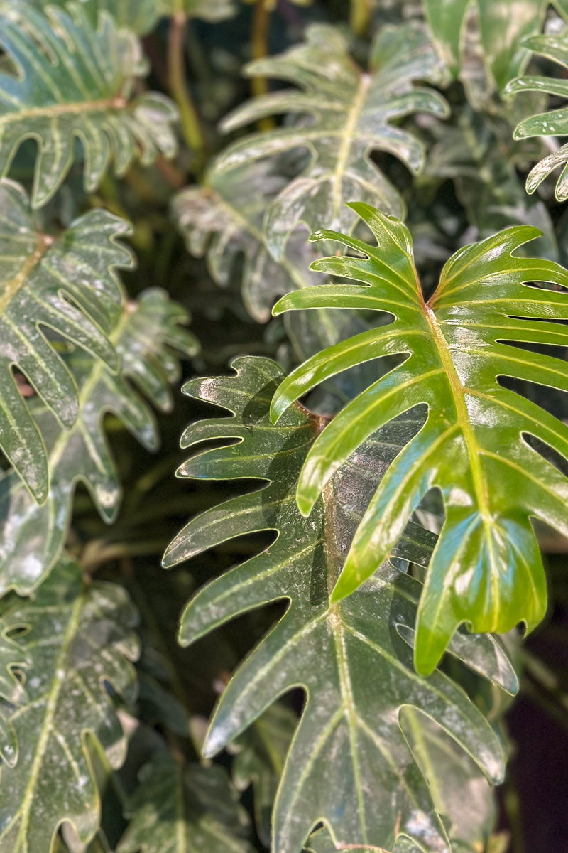 Philodendron, Xanadu 14"