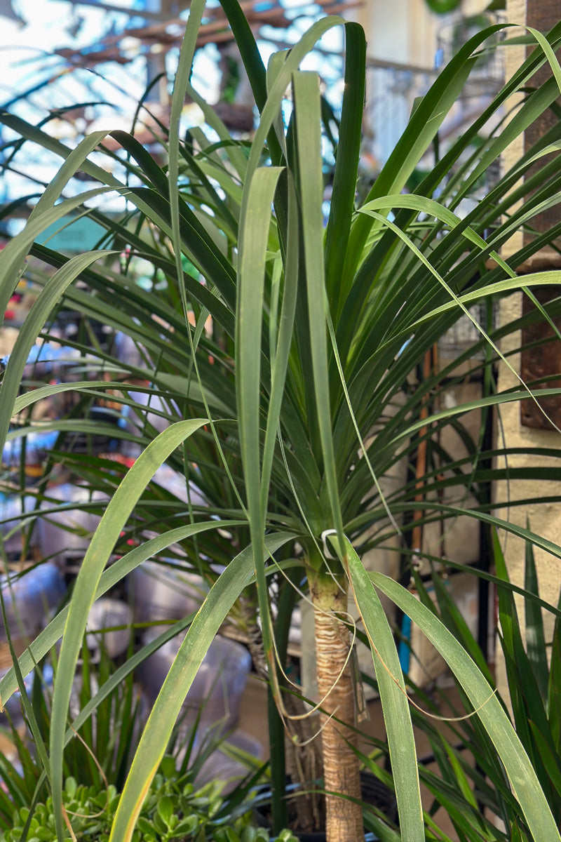 Palm, Ponytail Guatemalen 17"