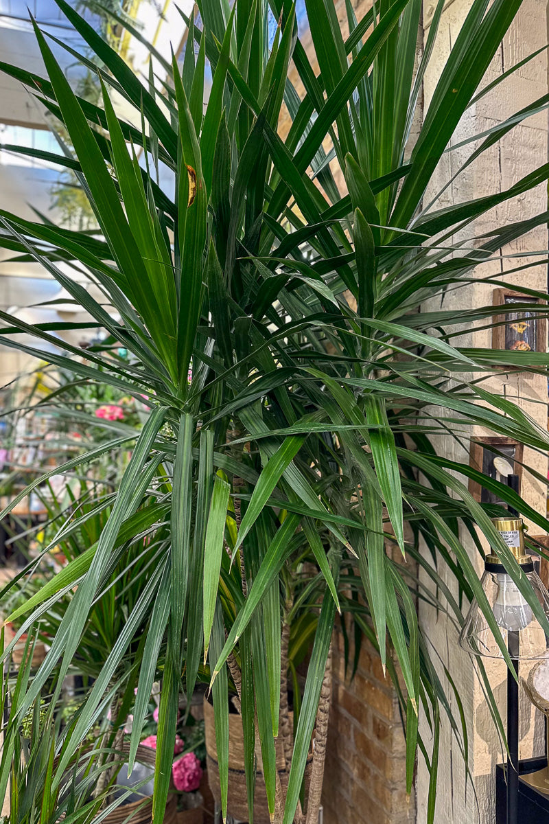 Dracaena, Tarzan 17"