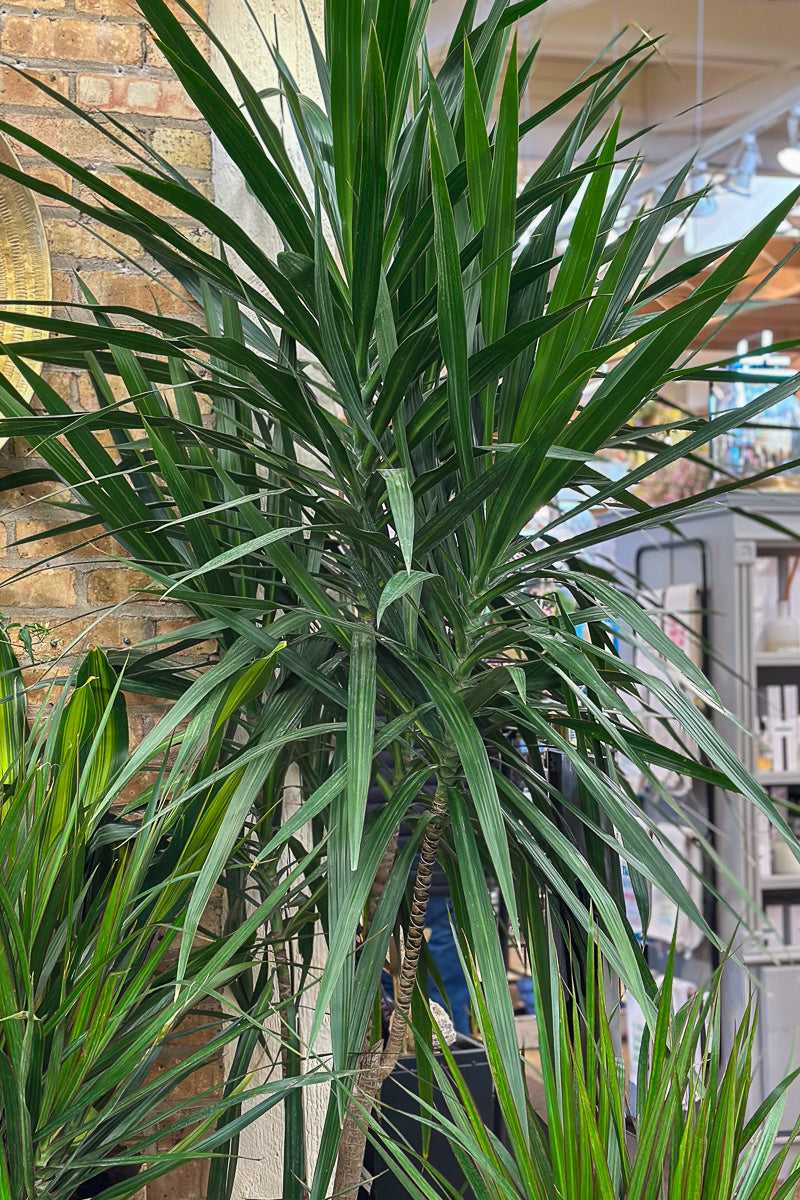 Dracaena, Tarzan 17"