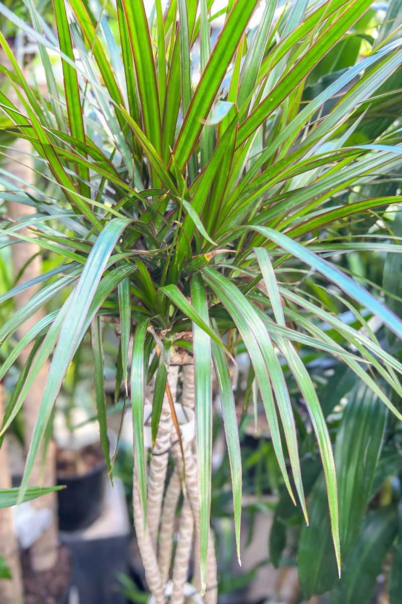 Dracaena, Marginata Open Braid 10"