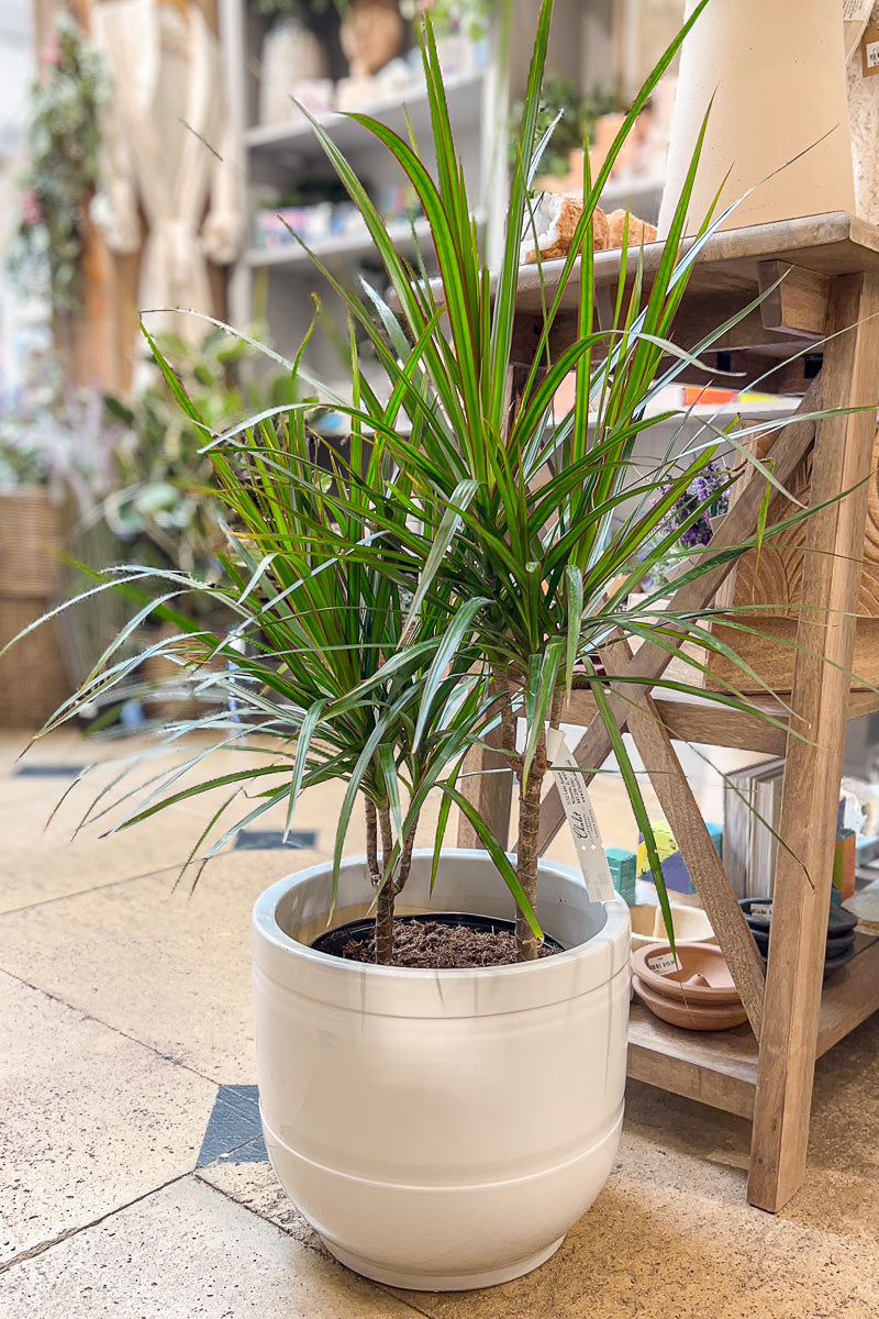 Dracaena, Marginata 10"