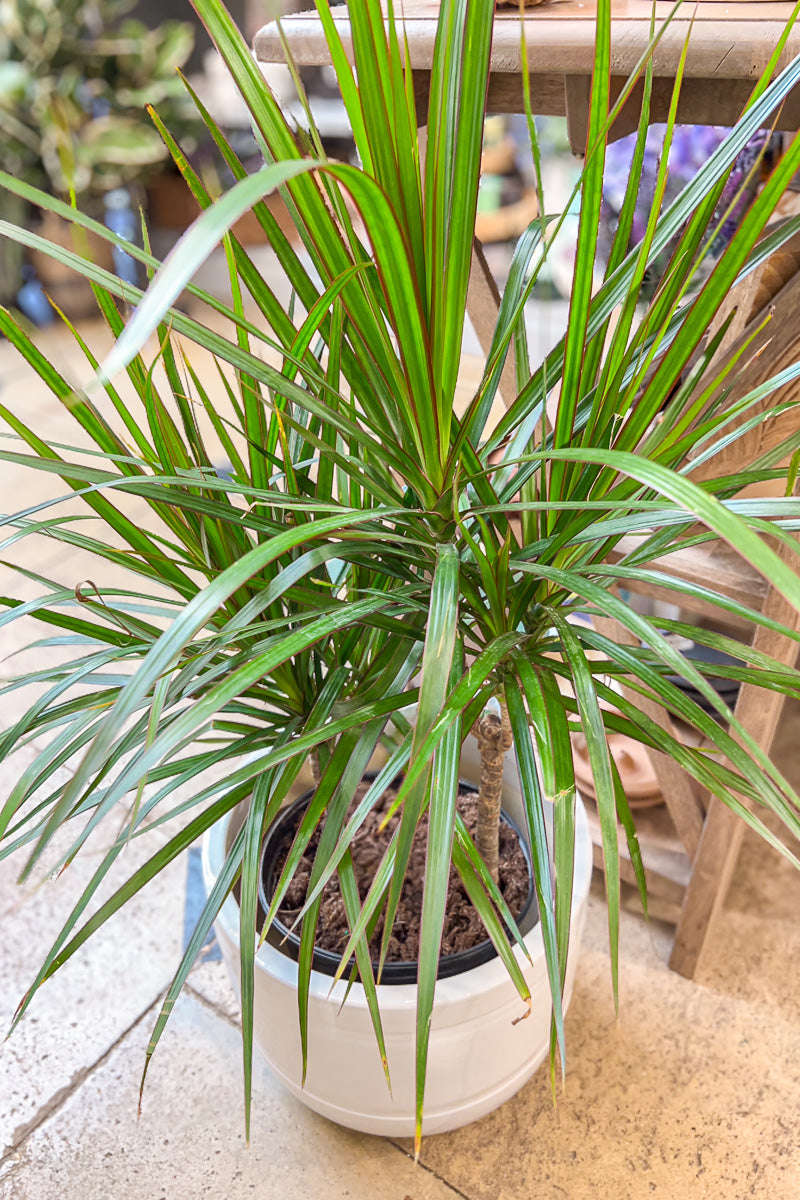 Dracaena, Marginata 10"