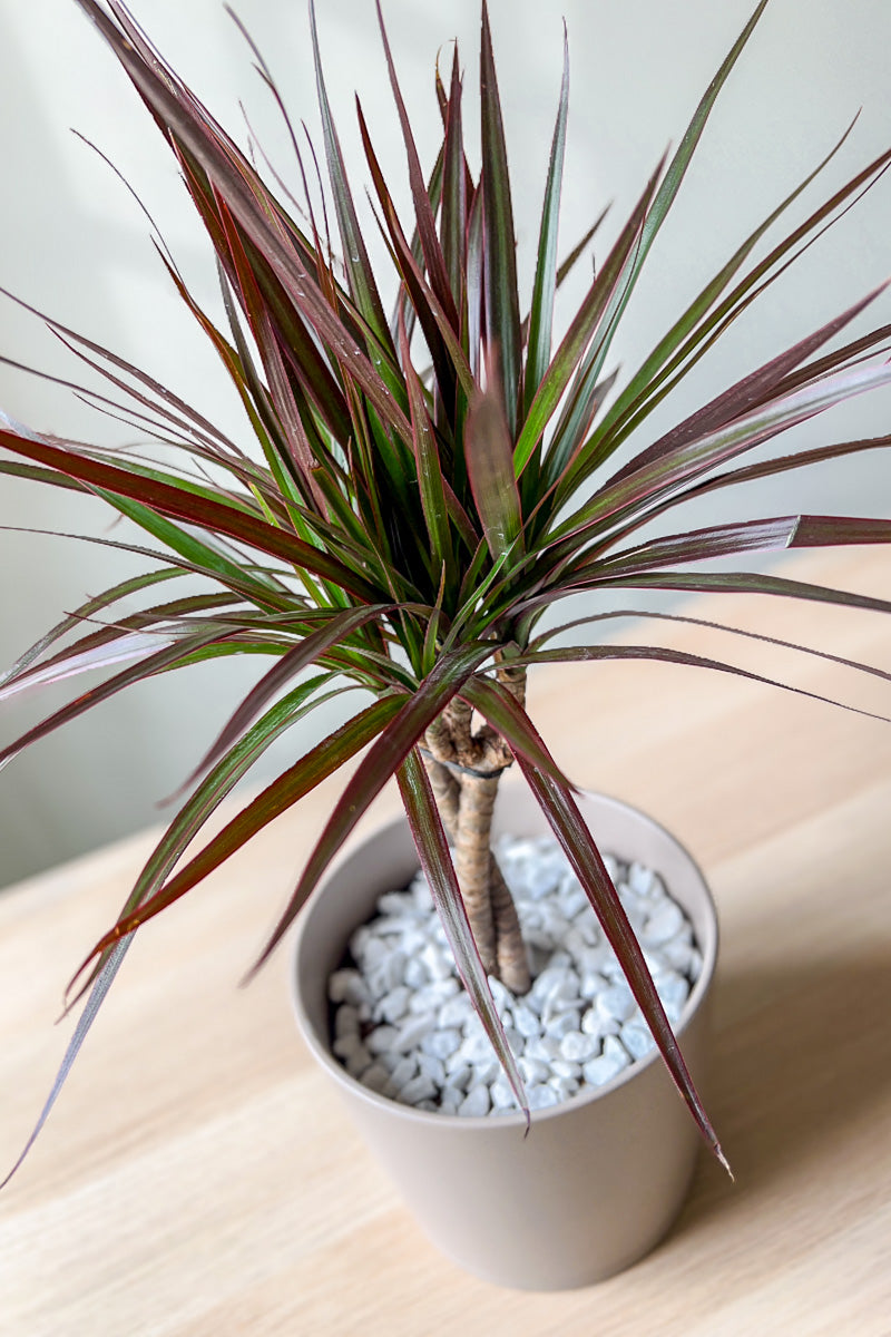 Dracaena, Magenta 6" Braid