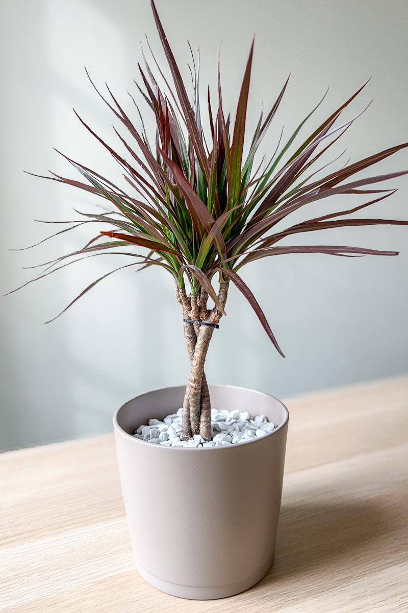 Dracaena, Magenta 6" Braid