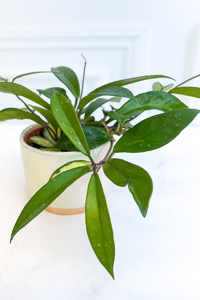 Hoya, Carnosa Variegated 4"