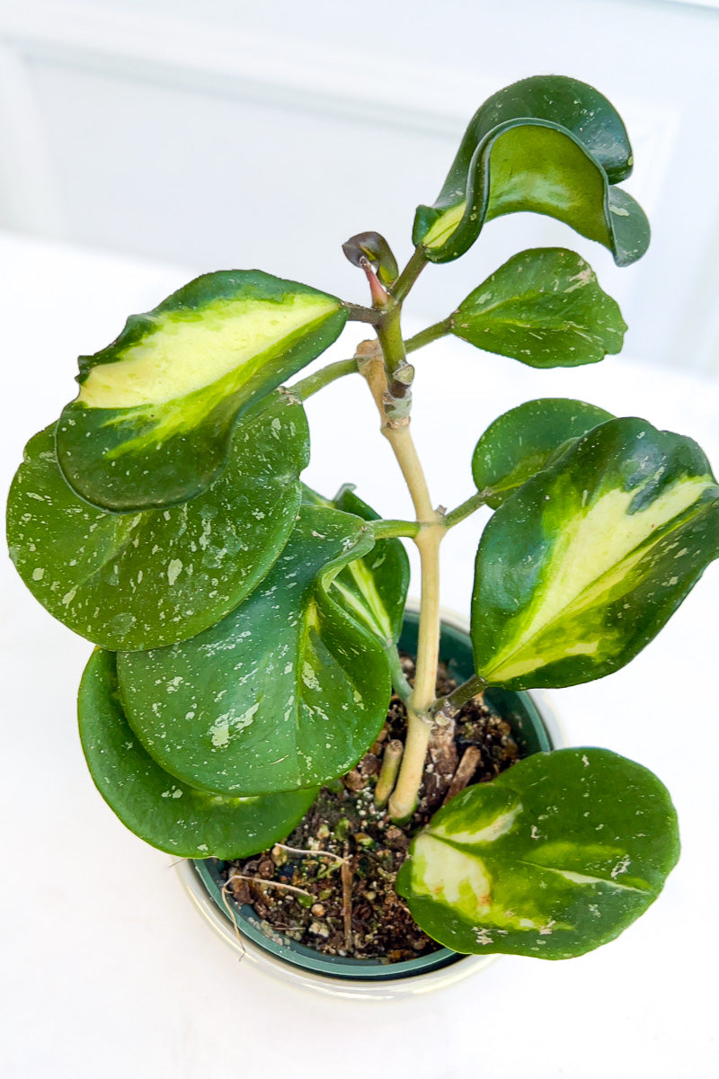 Hoya, Obovata Inside Varigated 4"