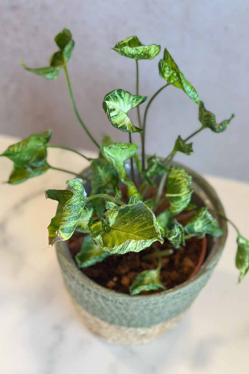 Syngonium, Nepthytis Godzilla 6"