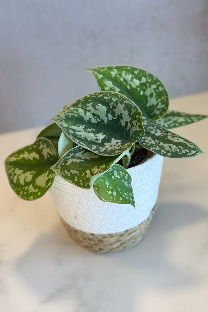 Pothos, Silver Satin 3.5"