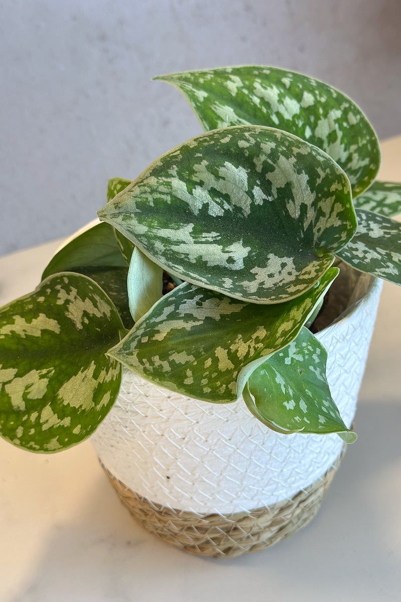 Pothos, Silver Satin 3.5"