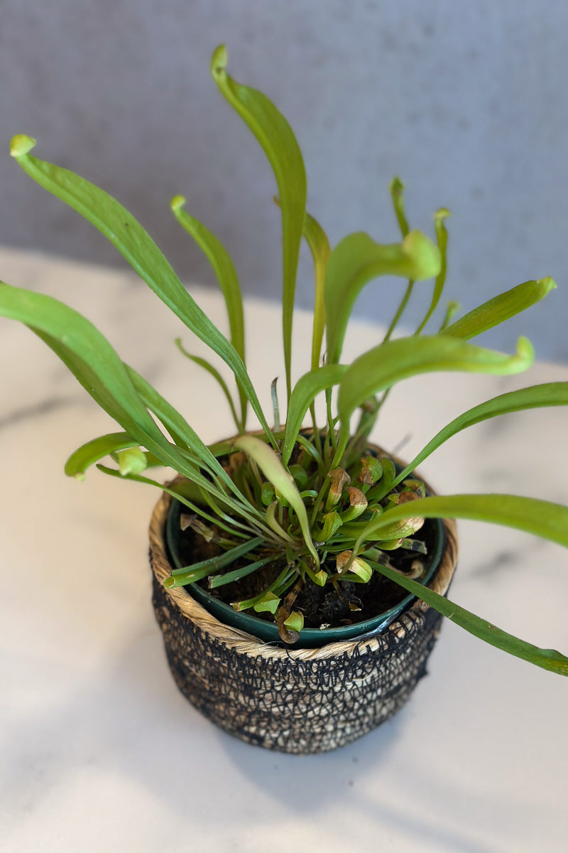 Carnivorous, Pitcher Plant Scarlet Beauty 3"