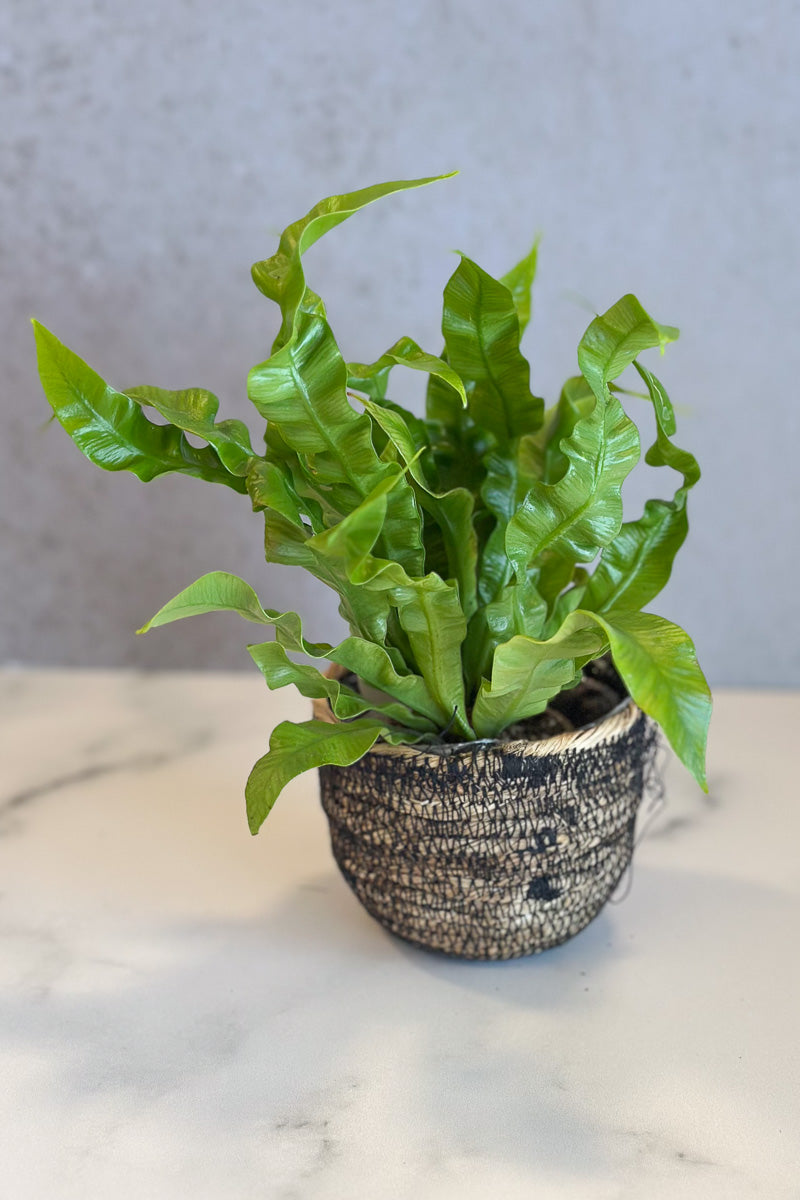 Fern, Crispy Wave 2.5"