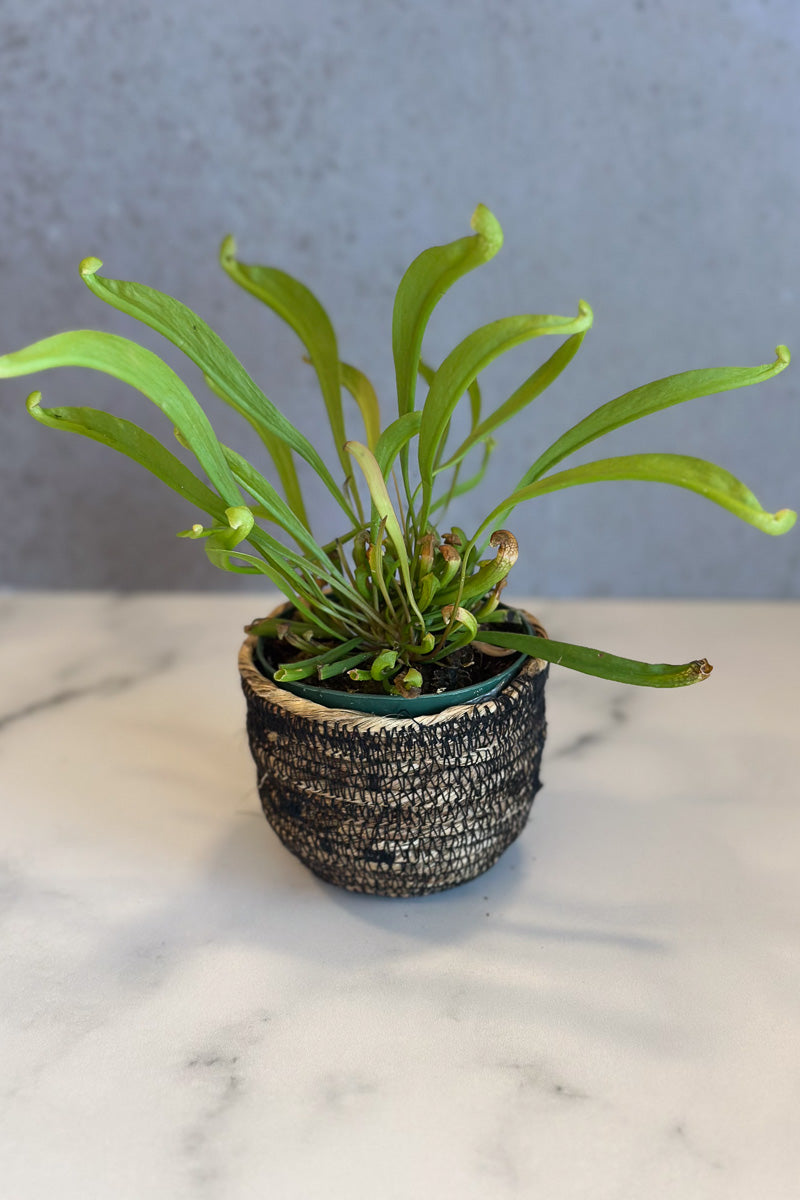 Carnivorous, Pitcher Plant Scarlet Beauty 3"