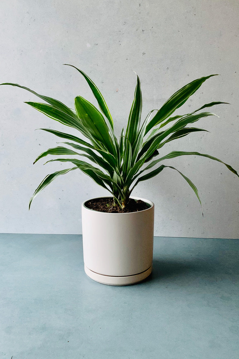 Dracaena, Warneckii Jumbo 6"