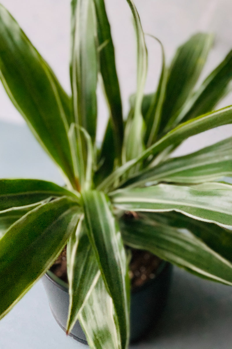 Dracaena, Warneckii Jumbo 6"