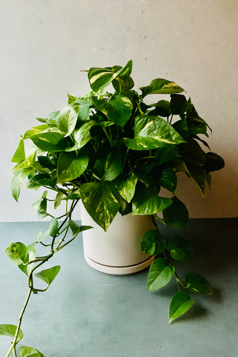 Pothos, Epipremnum Golden 6" Hanging Basket