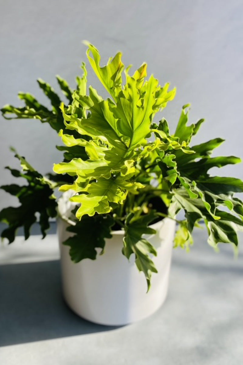 Philodendron, Hope 8"